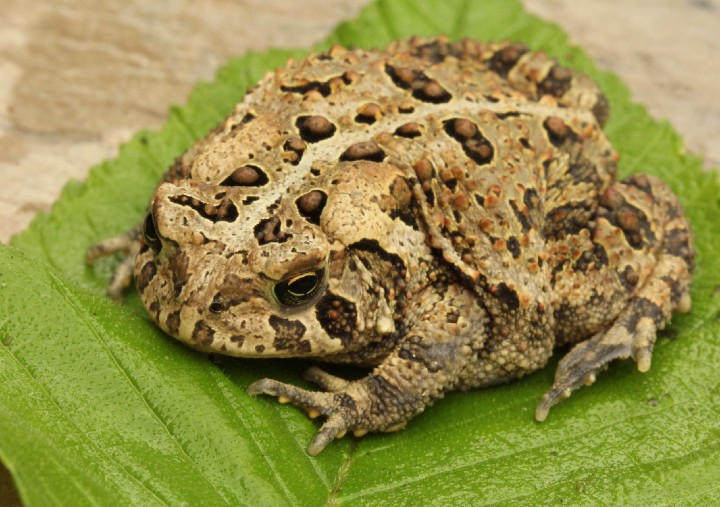 American Toad